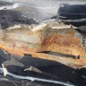 Дверь задняя правая Ford Fusion 1 2002-2012